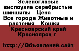 Зеленоглазые вислоухие серебристые шиншилы › Цена ­ 20 000 - Все города Животные и растения » Кошки   . Красноярский край,Красноярск г.